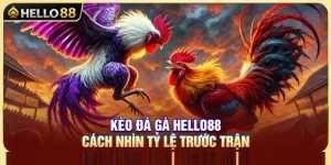 Kèo Đá Gà Hello88 – Cách Nhìn Tỷ Lệ Trước Trận