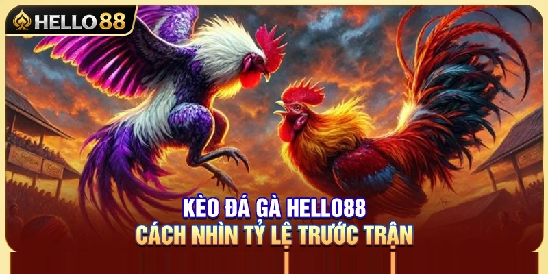 Kèo Đá Gà Hello88 – Cách Nhìn Tỷ Lệ Trước Trận 1 Kèo Đá Gà Hello88 – Cách Nhìn Tỷ Lệ Trước Trận