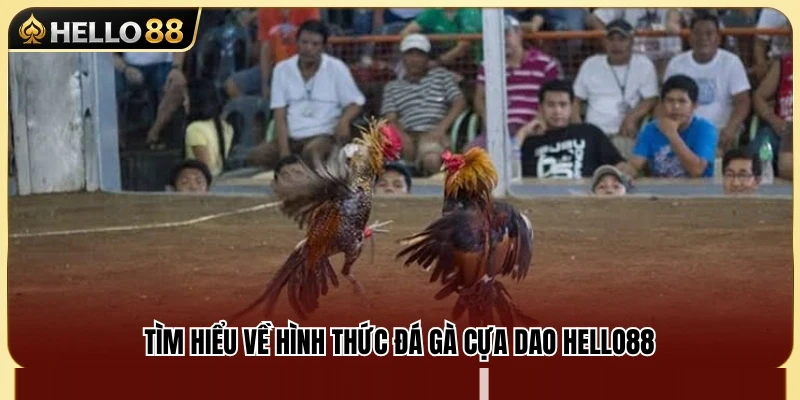 Đá Gà Cựa Dao Hello88 – Những Lưu Ý Khi Xem Kèo 2 Khám phá sức hấp dẫn của đá gà cựa dao Hello88