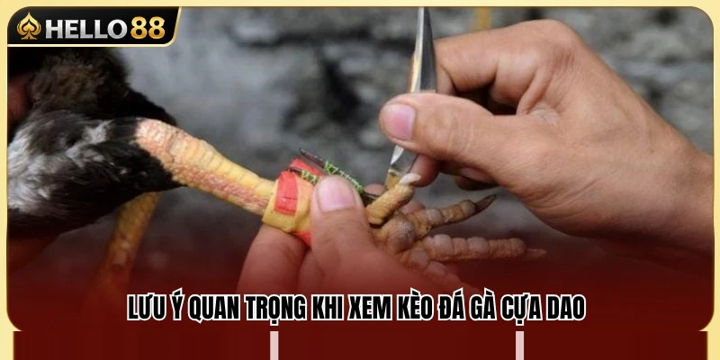 Đá Gà Cựa Dao Hello88 – Những Lưu Ý Khi Xem Kèo 3 Các yếu tố cần quan sát trước khi phân tích kèo