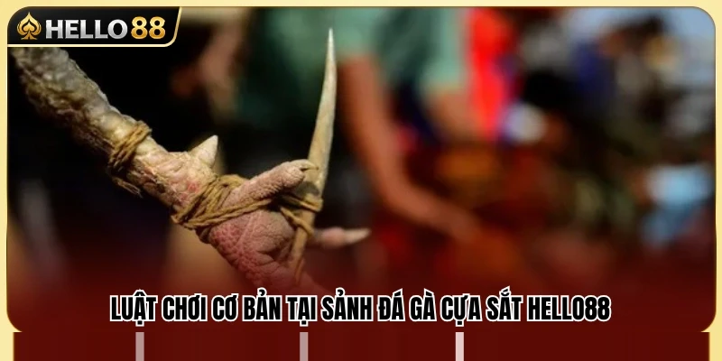 Đá Gà Cựa Sắt Hello88 – Lối Chơi Nhanh Và Khó Lường 3 Tìm hiểu luật chơi và cách tính kết quả