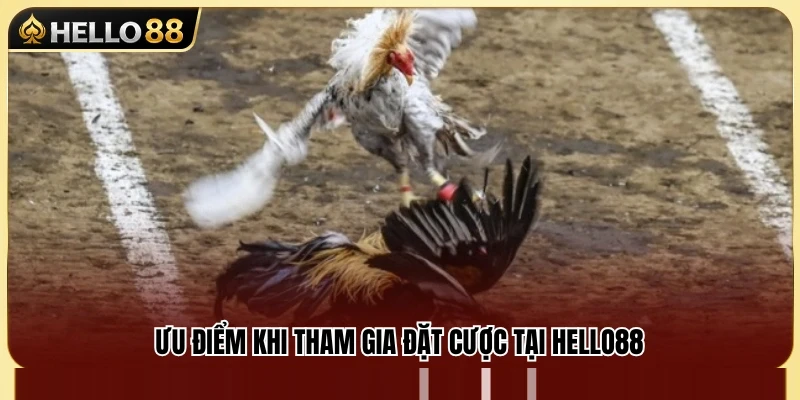 Đá Gà Cựa Sắt Hello88 – Lối Chơi Nhanh Và Khó Lường 4 Những lợi thế nổi bật khi cược đá gà tại Hello 88