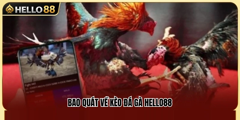 Kèo Đá Gà Hello88 – Cách Nhìn Tỷ Lệ Trước Trận 2 Tìm hiểu hệ thống kèo đá gà Hello88