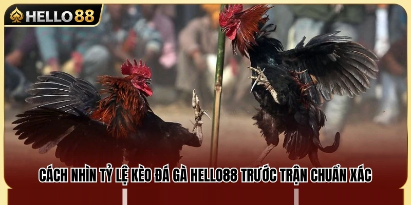 Kèo Đá Gà Hello88 – Cách Nhìn Tỷ Lệ Trước Trận 3 Cách phân tích tỷ lệ cược trước khi vào kèo