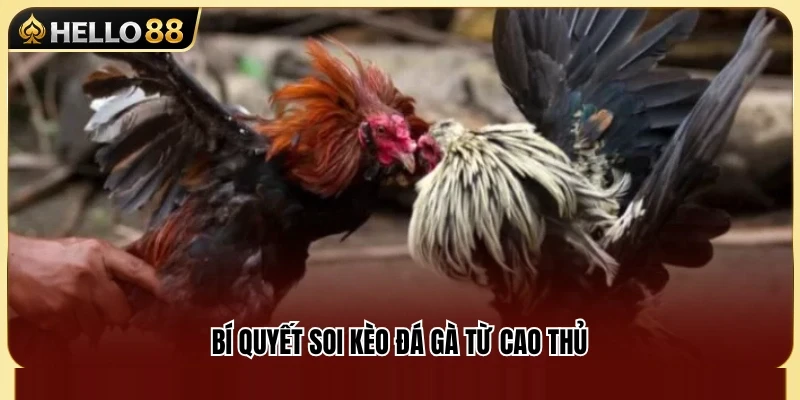 Kèo Đá Gà Hello88 – Cách Nhìn Tỷ Lệ Trước Trận 4 Kinh nghiệm soi kèo đá gà hiệu quả