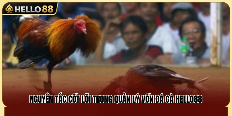 Bí Quyết Quản Lý Vốn Đá Gà Hello88 Để Luôn Bảo Toàn Nguồn Vốn 2 Những nguyên tắc quan trọng khi phân bổ ngân sách cược