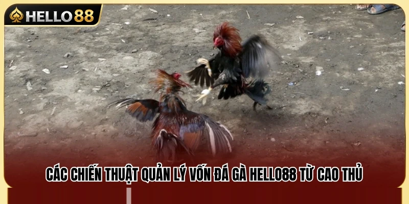 Bí Quyết Quản Lý Vốn Đá Gà Hello88 Để Luôn Bảo Toàn Nguồn Vốn 3 Kinh nghiệm quản lý vốn đá gà Hello88 từ người chơi lâu năm